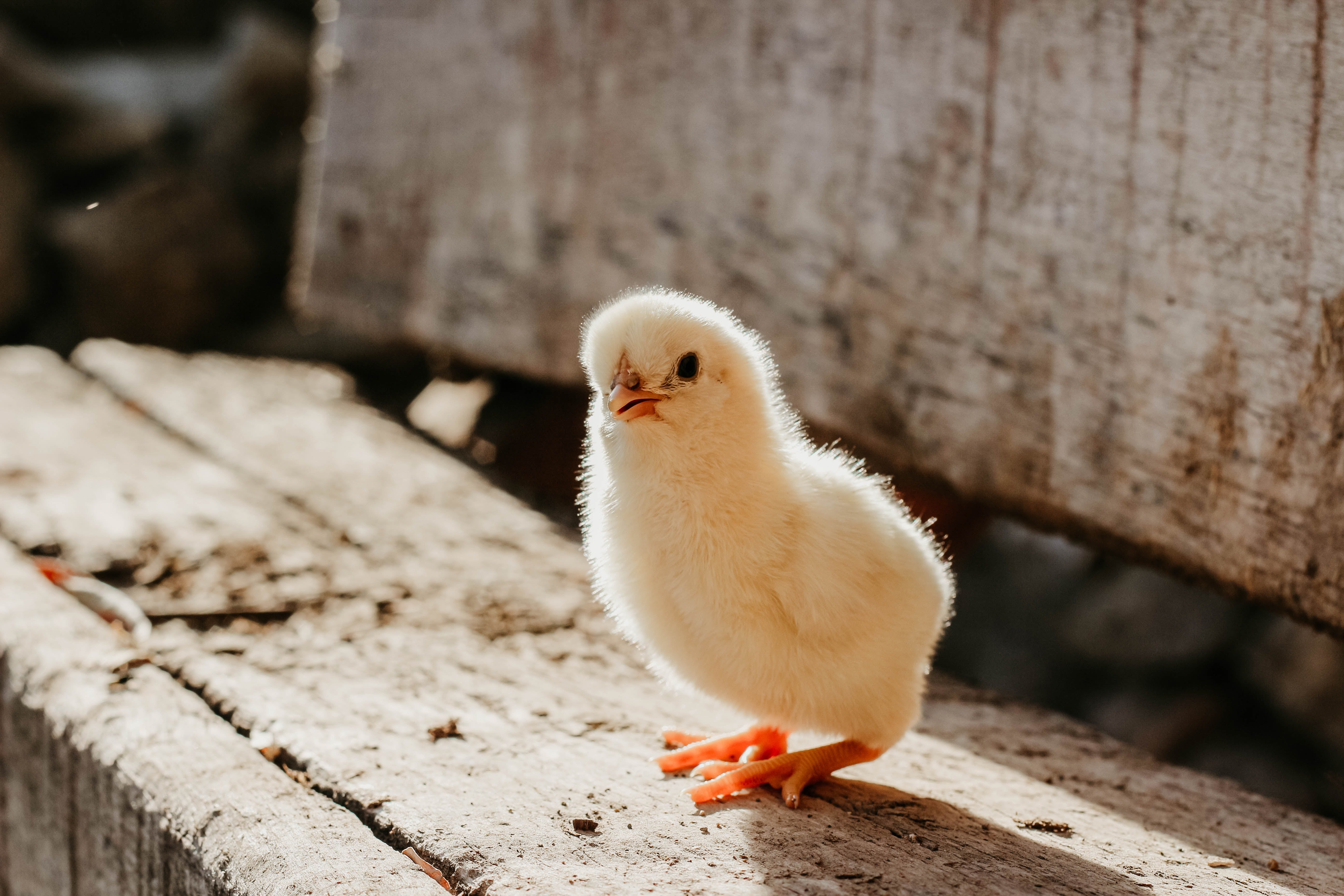 Spring is in the air: Make your home healthier this season