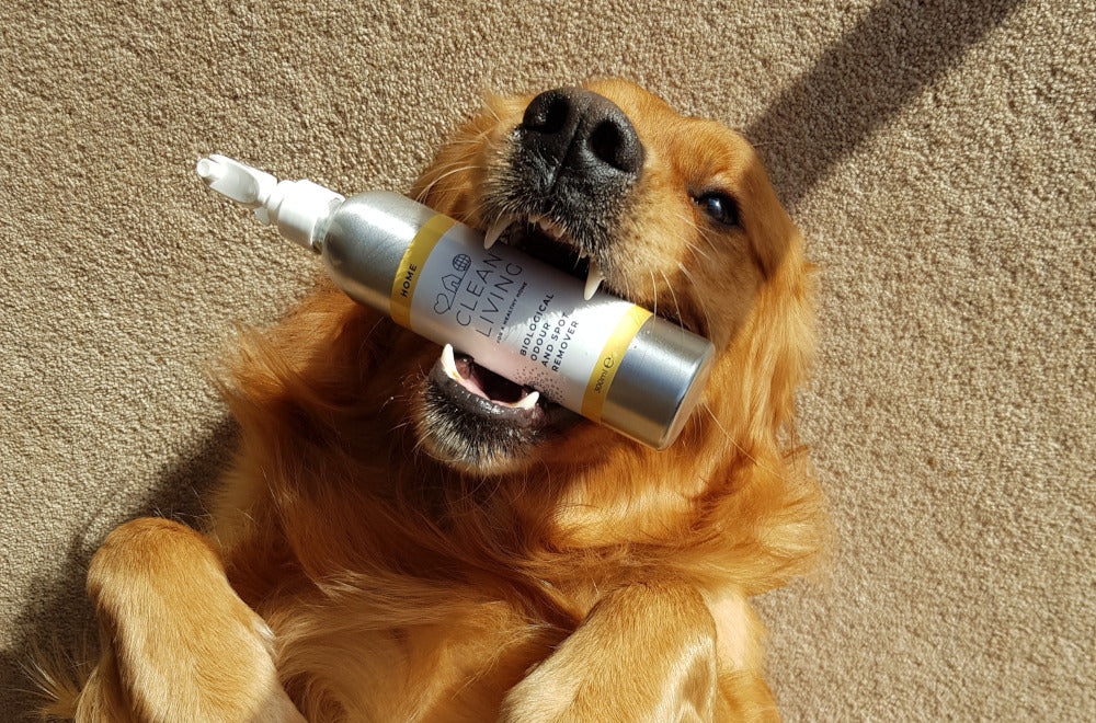 Pet Essentials Kit